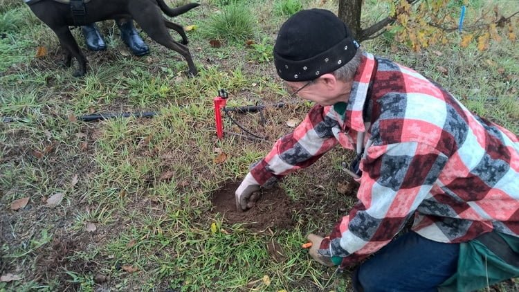 The truffle dig.